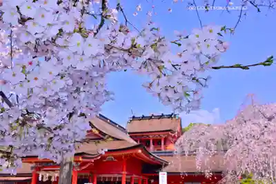 富士山本宮浅間大社(静岡県)
