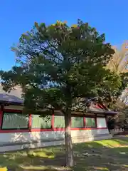 北海道護國神社の自然