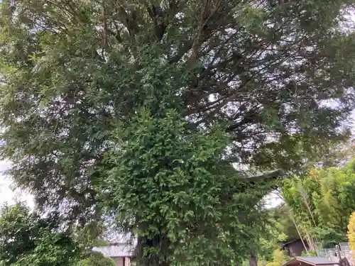 保井寺(東京都)