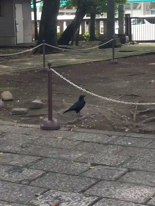 武蔵野八幡宮の動物