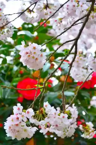 葛原岡神社の自然