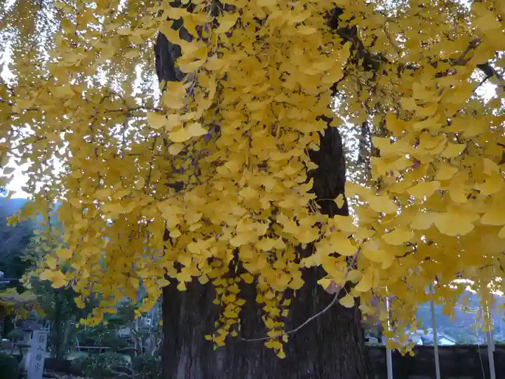 丹生酒殿神社の自然
