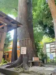 鳩ヶ谷氷川神社の自然