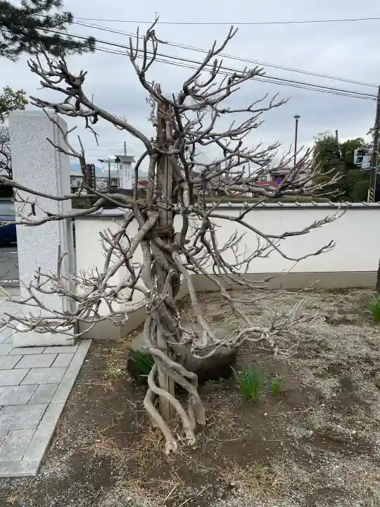 西善院の{uncategorized: "未分類", other: "その他", undefined: "問題あり", building: "その他建物", grave: "お墓", sacred_gate: "鳥居", guardian: "狛犬", statue: "像", buddha: "仏像", history: "歴史", nature: "自然", garden: "庭園", animal: "動物", pagoda: "塔", temizu: "手水舎", mountain_gate: "山門・神門", sanctuary: "本殿・本堂", subordinate: "末社・摂社", art: "芸術", scenery: "景色", jizo: "地蔵", ema: "絵馬", goshuin: "御朱印", omikuji: "おみくじ", items: "授与品その他", amulet: "お守り", goshuincho: "御朱印帳", eats: "食事", festival: "お祭り", votive_dance: "神楽", shichigosan: "七五三参", wedding: "結婚式", experience: "体験その他", initially: "初詣", around: "周辺", anti_infection: "感染症対策"}