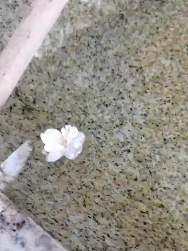 葛西神社の自然