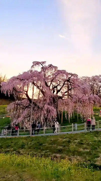 瀧桜神明宮(福島県)