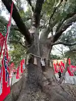 住吉大社(大阪府)