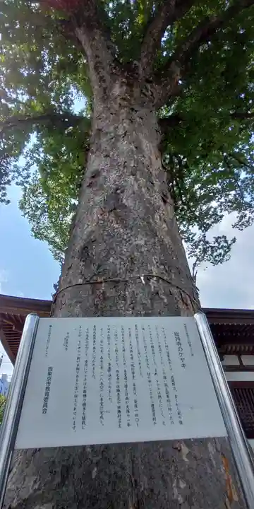 總持寺の自然