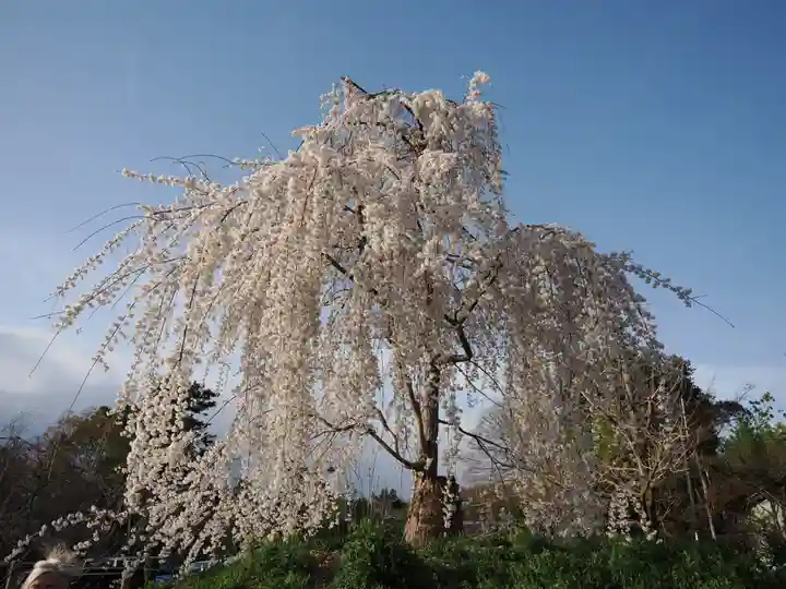 八坂神社(祇園さん)の自然