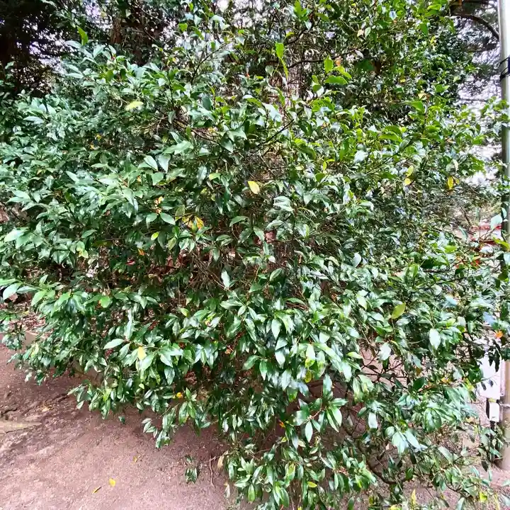 息栖神社の自然