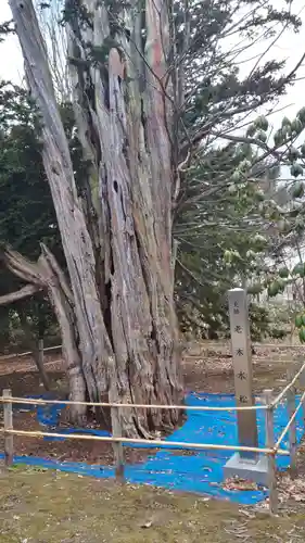 砂川神社の自然