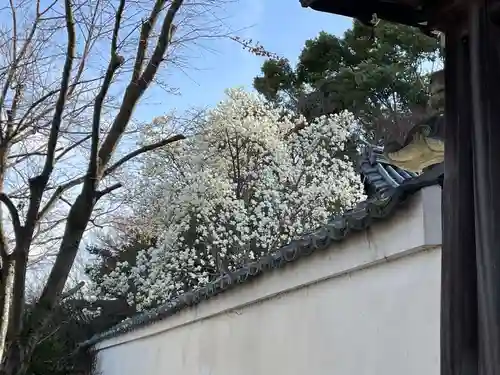 招善寺(京都府)