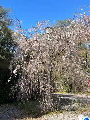 平野神社の自然