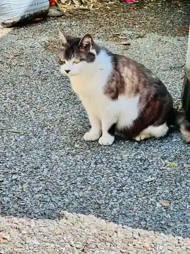 持寳院(多氣山不動尊)の{uncategorized: "未分類", other: "その他", undefined: "問題あり", building: "その他建物", grave: "お墓", sacred_gate: "鳥居", guardian: "狛犬", statue: "像", buddha: "仏像", history: "歴史", nature: "自然", garden: "庭園", animal: "動物", pagoda: "塔", temizu: "手水舎", mountain_gate: "山門・神門", sanctuary: "本殿・本堂", subordinate: "末社・摂社", art: "芸術", scenery: "景色", jizo: "地蔵", ema: "絵馬", goshuin: "御朱印", omikuji: "おみくじ", items: "授与品その他", amulet: "お守り", goshuincho: "御朱印帳", eats: "食事", festival: "お祭り", votive_dance: "神楽", shichigosan: "七五三参", wedding: "結婚式", experience: "体験その他", initially: "初詣", around: "周辺", anti_infection: "感染症対策"}