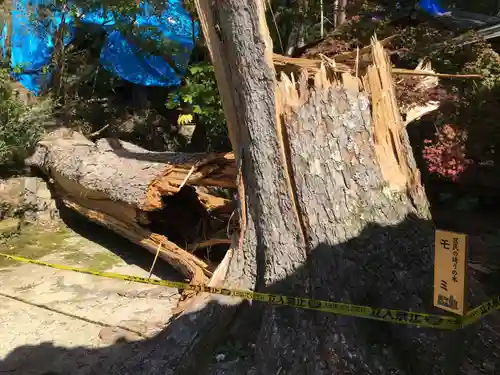 大原野神社の自然