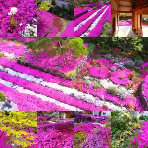 寿量山 速成寺(奈良県)(2022年04月21日(木) 13時10分25秒投稿)