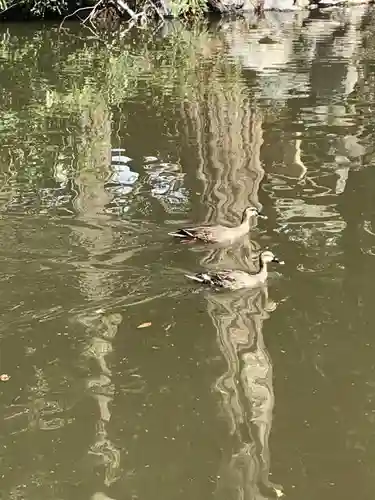 武蔵一宮氷川神社の動物