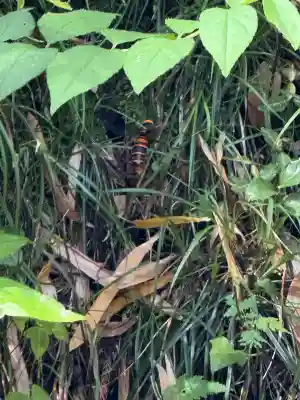 五所駒瀧神社(茨城県)