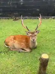 東大寺二月堂の動物