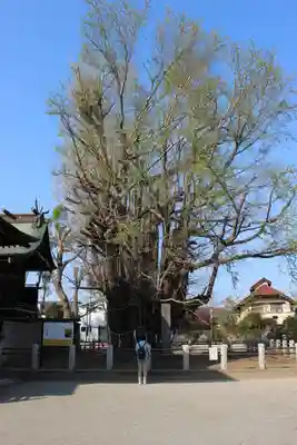 葛飾八幡宮(千葉県)