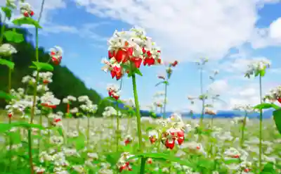 国宝 大法寺(長野県)