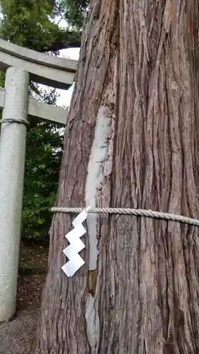 賀茂神社の自然