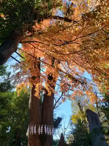 代々木八幡宮の自然