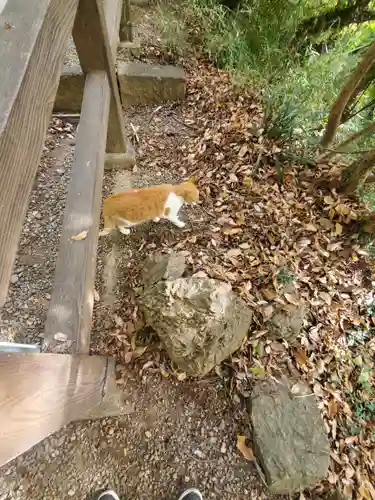 唐澤山神社の動物