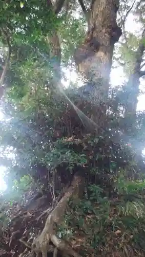 熊野神社の自然