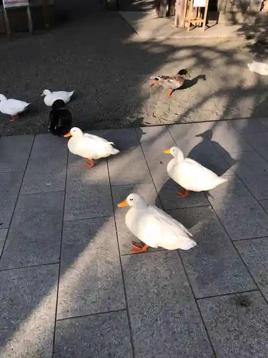 平塚八幡宮の動物