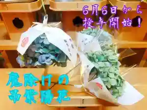 梅雨を迎え境内各所には、神谷生花さまよりご奉納賜りました紫陽花が美しく咲いております。
拝殿横の紫陽花は日本紫陽花の「舞妓」という品種で、名前のとおりとても可愛らしい花です。
古来、紫陽花には、魔除け厄除けの効力があると信じられております。
そして、6のつく日に軒下などに逆さに吊るして、夏の間置いておくと、福を招くと伝えられています。
なお、自室に吊るすとお金がたまる、女性の場合は、お手洗いに吊るすと婦人病にかからないとも言われています。
当社におきましても、攘災招福を祈願してご祈祷した紫陽花のドライフラワーを授与させていただいております。
期間:6月6日からなくなり次第終了
初穂料:1000円
※紫陽花は自然のものですので、個体差や色味はそれぞれ異なりますこと、予めご了承ください。