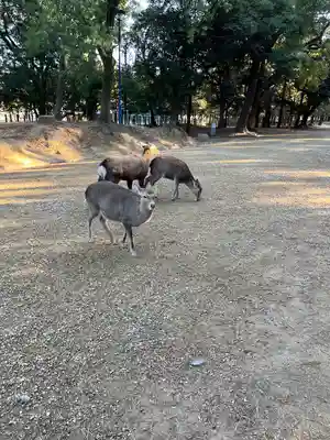春日大社(奈良県)