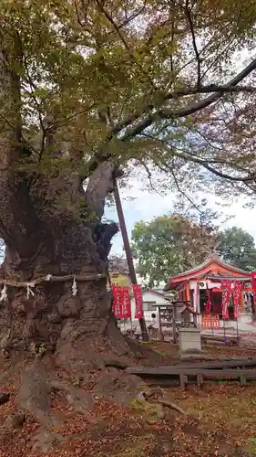 秩父今宮神社の自然