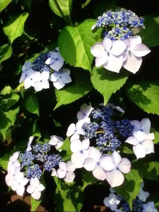 鳩森八幡神社の自然