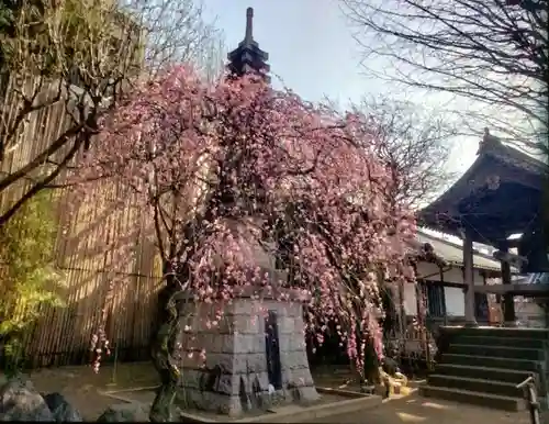 新井薬師（梅照院）(東京都)