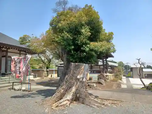 龍圓寺(埼玉県)