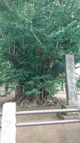 葛飾八幡宮の自然
