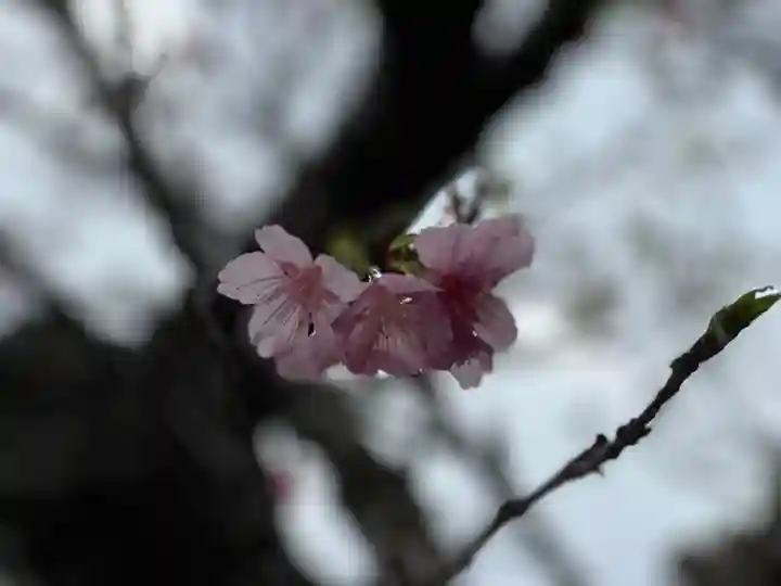 出雲大社沖縄分社の自然