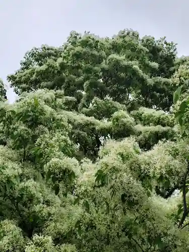 沙沙貴神社(滋賀県)