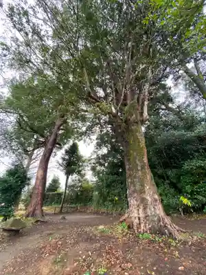 熊野神社の自然