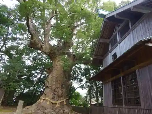 川津来宮神社の自然
