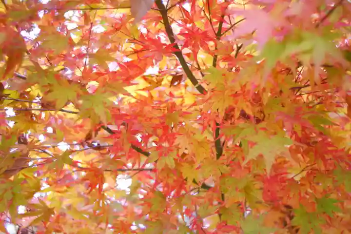 越中一宮 髙瀬神社(富山県)
