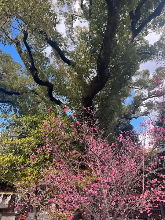 和泉國一之宮 大鳥大社(大阪府)