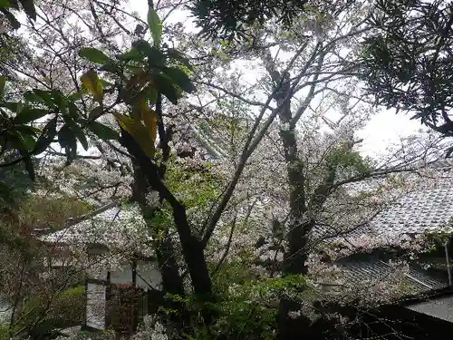 浄光明寺の自然