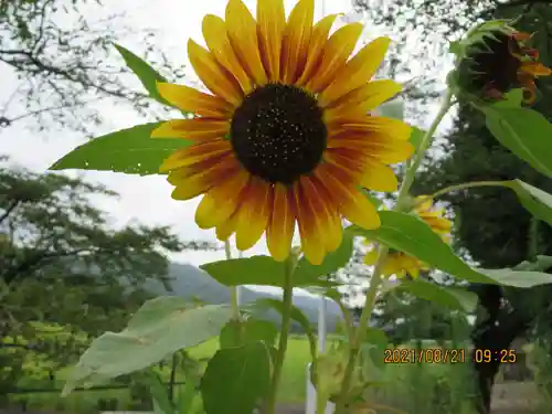 高司神社〜むすびの神の鎮まる社〜の自然