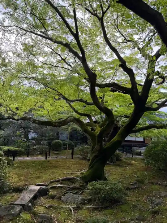 青蓮院門跡の{uncategorized: "未分類", other: "その他", undefined: "問題あり", building: "その他建物", grave: "お墓", sacred_gate: "鳥居", guardian: "狛犬", statue: "像", buddha: "仏像", history: "歴史", nature: "自然", garden: "庭園", animal: "動物", pagoda: "塔", temizu: "手水舎", mountain_gate: "山門・神門", sanctuary: "本殿・本堂", subordinate: "末社・摂社", art: "芸術", scenery: "景色", jizo: "地蔵", ema: "絵馬", goshuin: "御朱印", omikuji: "おみくじ", items: "授与品その他", amulet: "お守り", goshuincho: "御朱印帳", eats: "食事", festival: "お祭り", votive_dance: "神楽", shichigosan: "七五三参", wedding: "結婚式", experience: "体験その他", initially: "初詣", around: "周辺", anti_infection: "感染症対策"}
