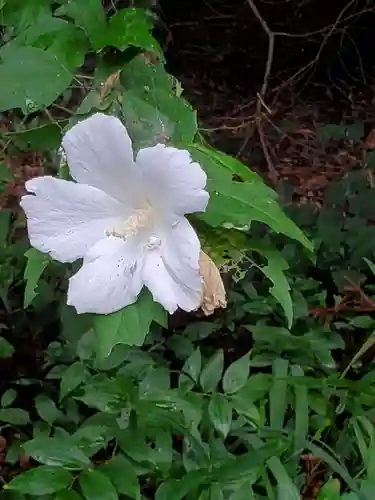 沙沙貴神社の自然