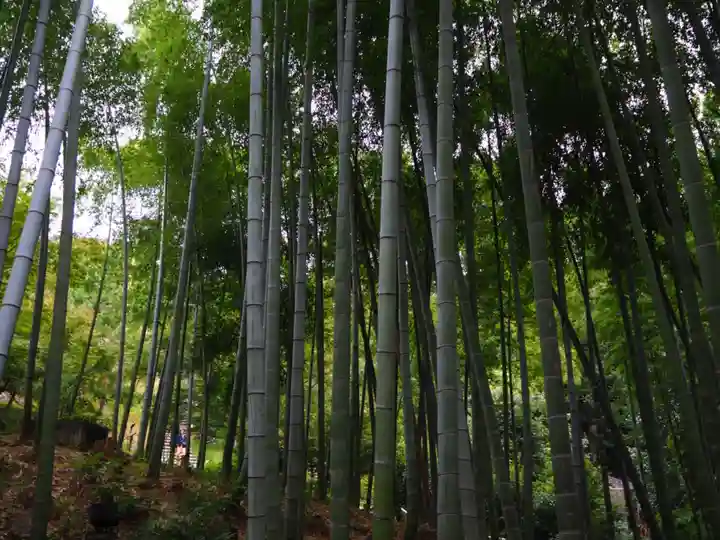 高台寺(高台寿聖禅寺・高臺寺)の自然