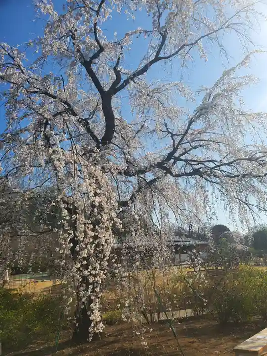 寺岡山元三大師の自然