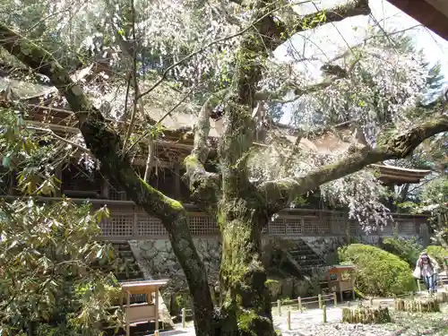 吉野水分神社（吉野町）の自然